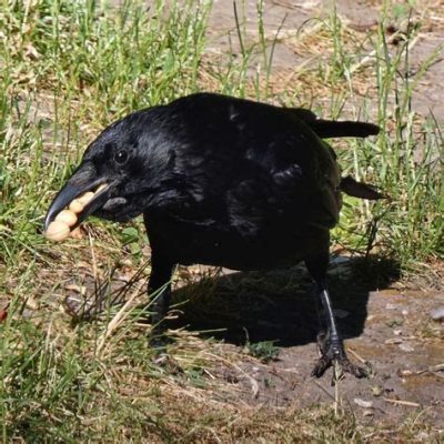 上野公園 見どころ そして、なぜカラスはそんなに賢いのか？